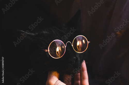 Fashionable black cat in pink-purple glasses, fitting and human hand