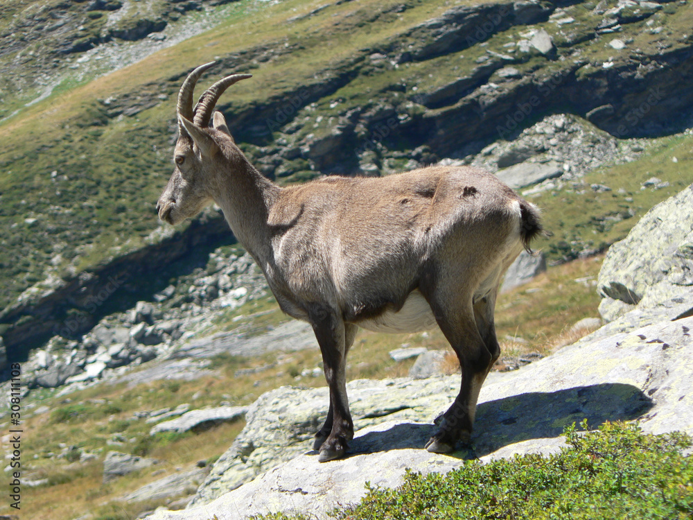 female capra ibex - vanoise national park french alps female capra ibex - vanoise national park french alps