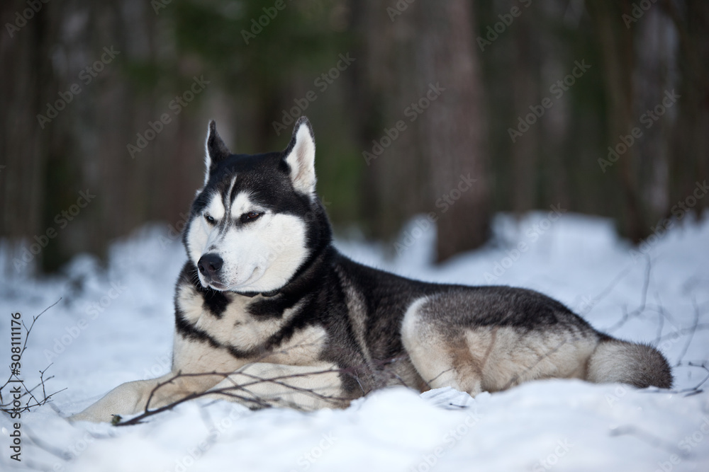 Dog breed Siberian Husky lies in the snow in the forest