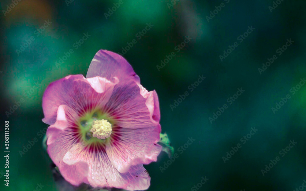 Fototapeta premium flower on green bokeh background