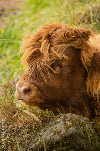Sleepy highland cow calf lying in the grass