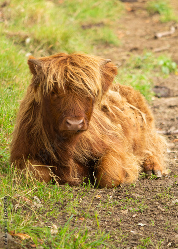 A highland cow having a lie down
