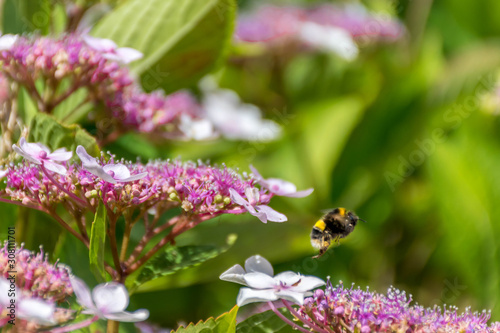 Bumblebee flies to the hydrangea's flower © Anastasija