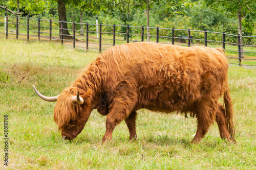 A highland cow grazing in Pollok country park, Glasgow