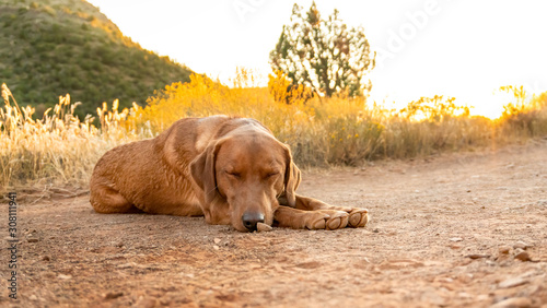 Clifford The Fox Red Lab Relaxing photo