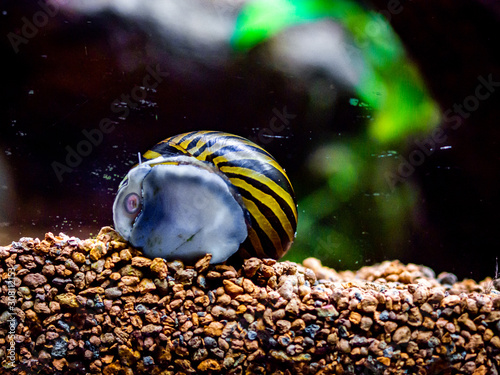 spotted nerite snail (Neritina natalensis) eating algae from the fish tank glass