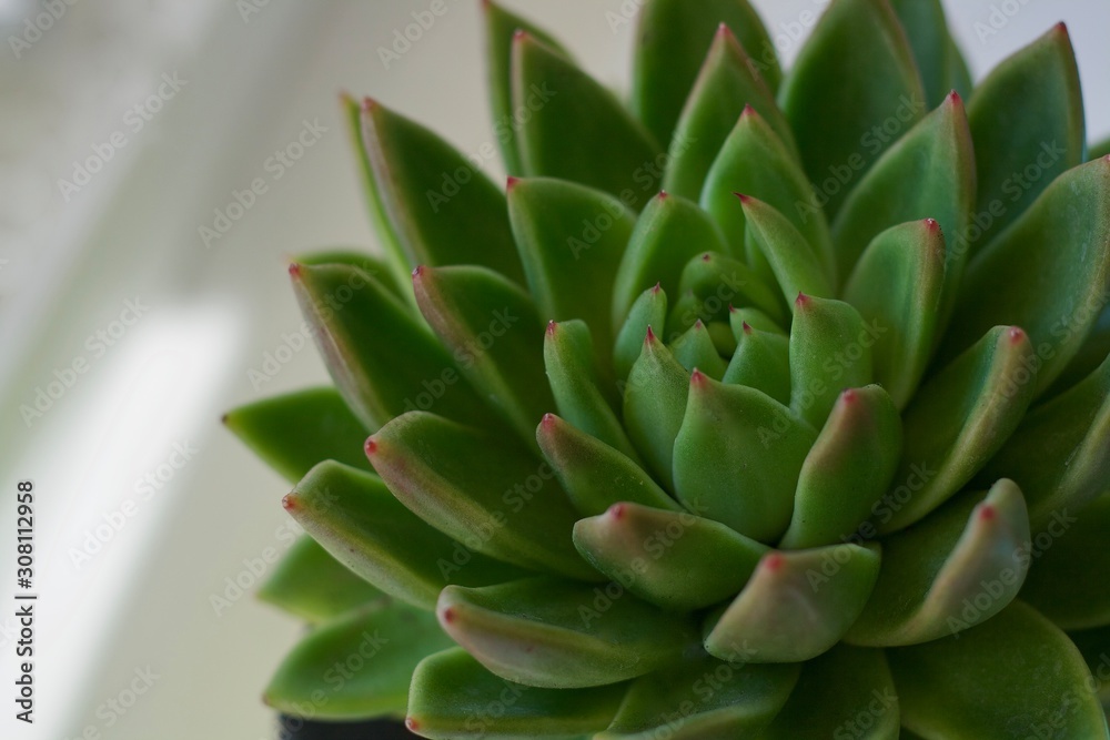 close up of succulent plant close up of succulent plant