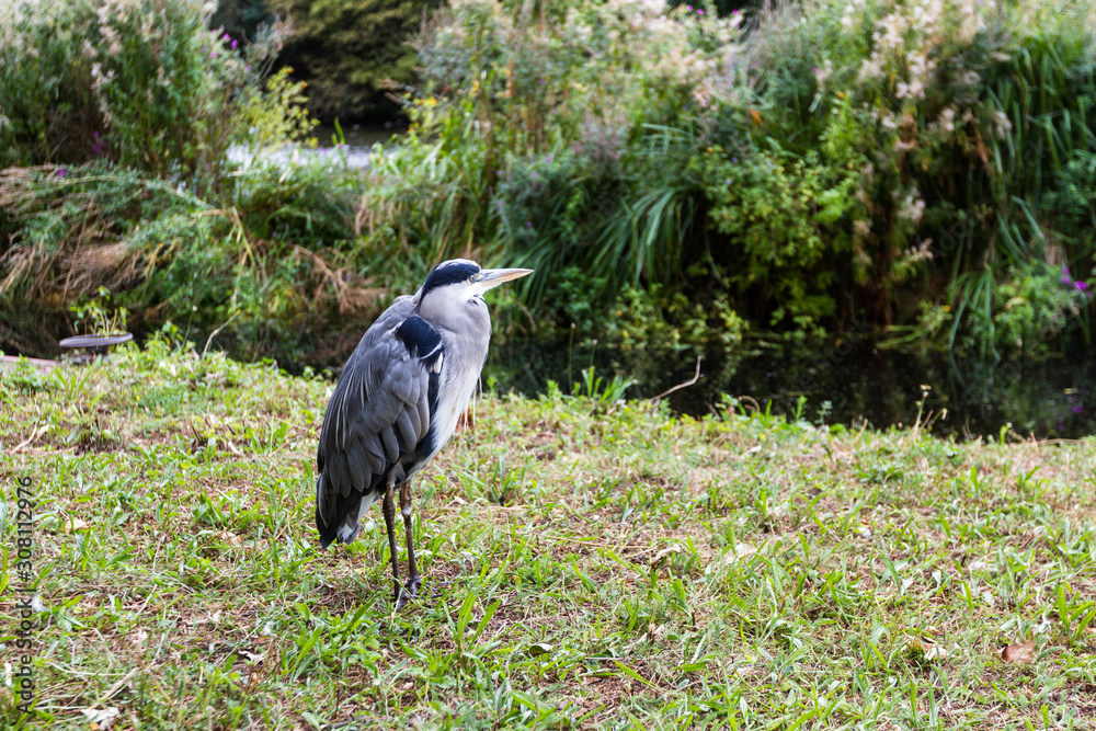 Fototapeta premium Great Blue Heron - Ardeas Herodias