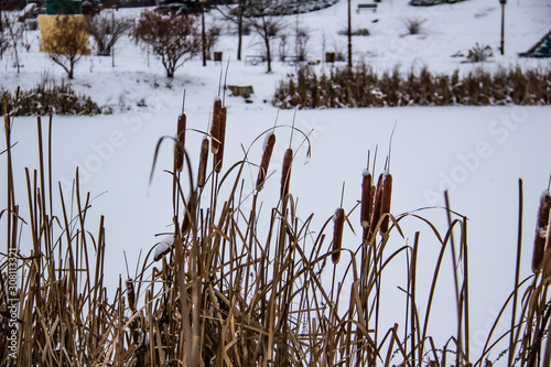 A reeds on the lake in winter in the park. The Lake in the winter.