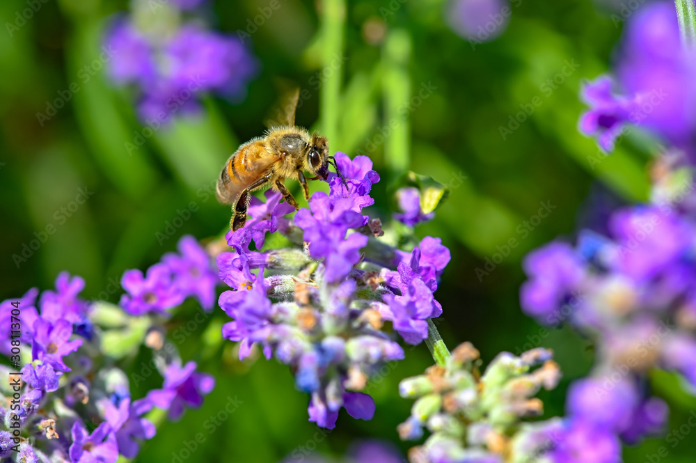 Bee (Apis) on lavender (Lavandula angustifolia) at a wild herb meadow. Bee (Apis) on lavender (Lavandula angustifolia) at a wild herb meadow.
