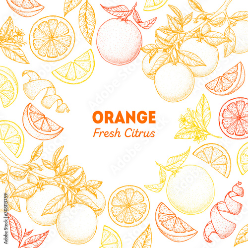 Orange hand drawn package design. Vector illustration. Orange sketch for menu design, brochure illustration. Black and white design. Citrus orange frame illustration. Can used for packaging design.