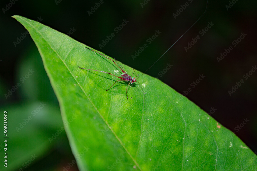 Insect on leaf Insect on leaf