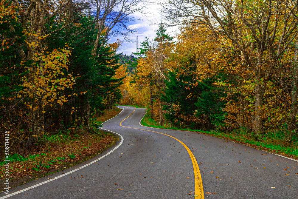 Fototapeta premium road in autumn forest