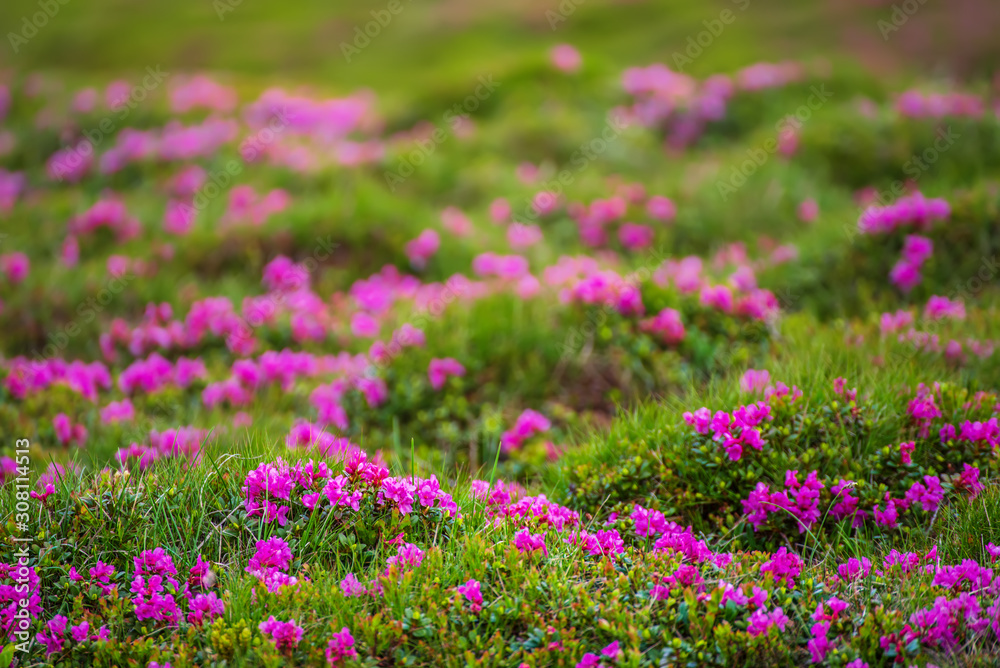 Rhododendron flowers in nature Rhododendron flowers in nature