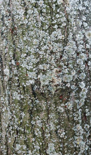Photo tree bark covered with moss close-up. The tree trunk is brown, green, moss, rough pattern and cracks. Picture moss on a tree. Moss or lichen on the tree pattern.      © ru4eek