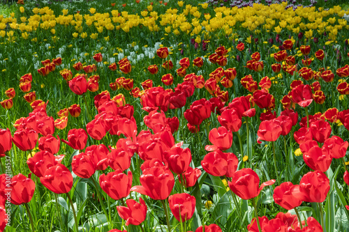 Colourful tulips in spring