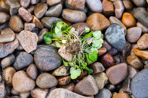 Weeds uprooted on a pebble beach