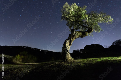 holm oak at night with stars, in the natural park of Cornalvo, Extremadura, Spain photo