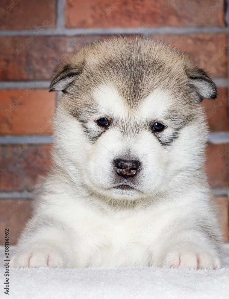 little puppy of breed Alaskan Malamute on the background of a brick wall