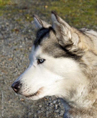 siberian Husky