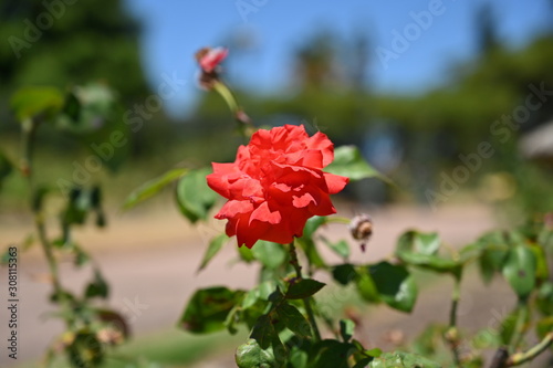 Pink flowers