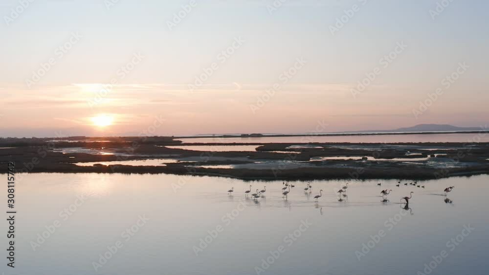 Flock of pink flamingo birds flying over lake at sunset, drone view. Flock of pink flamingo birds flying over lake at sunset, drone view.