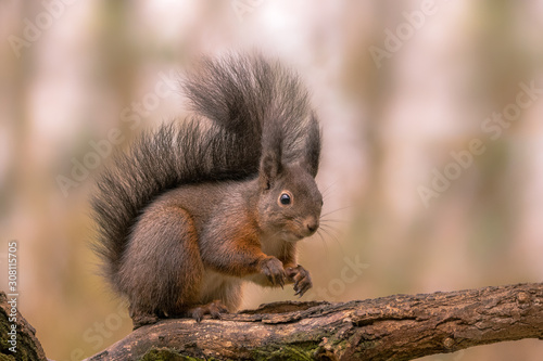 Eichhörnchen © Andre