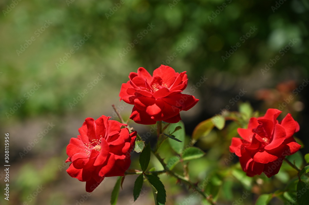 Pink flowers