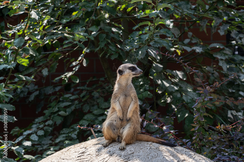 Sitzendes Erdmännchen photo