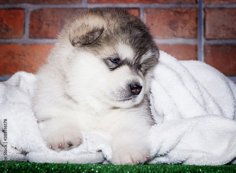 Fototapeta premium little puppy of breed Alaskan Malamute on the background of a brick wall