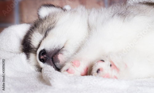 cute puppy sleeping breed alaskan malamute © Happy monkey