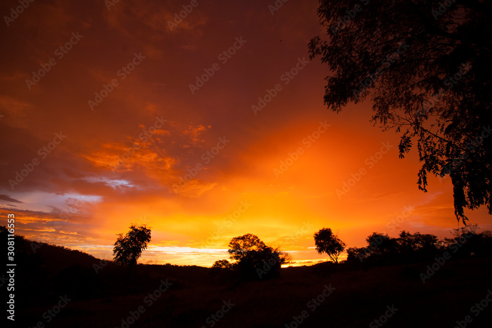 Obraz premium Orange sunset in the company of trees.