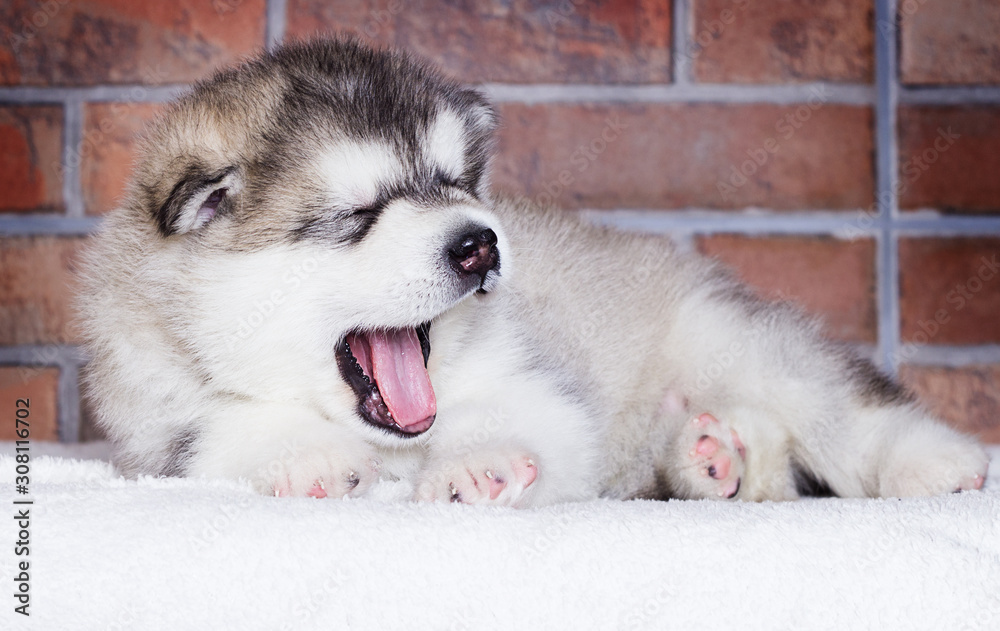 Fototapeta premium cute puppy sleeping breed alaskan malamute