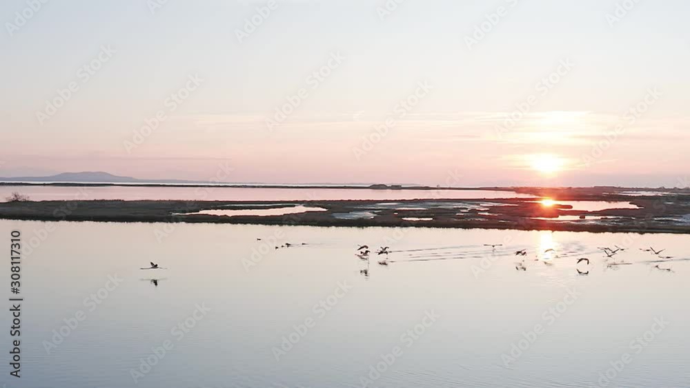 Flock of pink flamingo birds flying over lake at sunset, drone view. Flock of pink flamingo birds flying over lake at sunset, drone view.