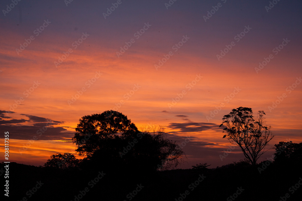 Sunset  behind a tree in Minas Gerais.