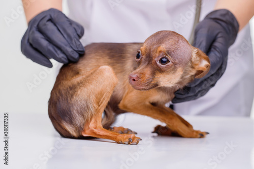 Veterinarian at vet clinic listens to cute puppy with stethoscope. Sad little dog on vet table. Medicine, pet, animals concept.