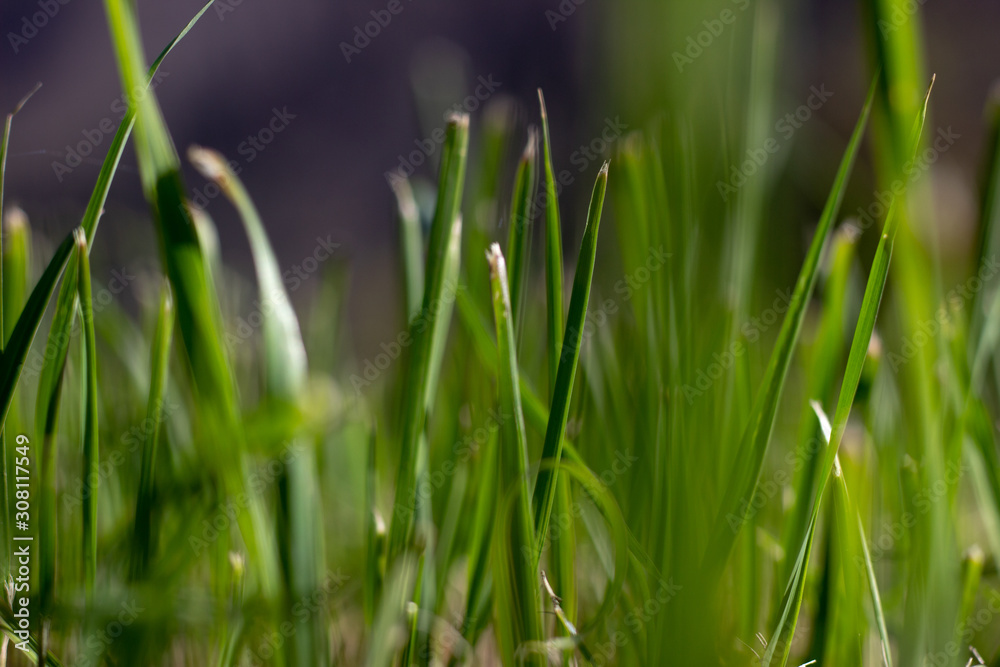 water drop shine. Green grass macro water drop shine. Green grass macro
