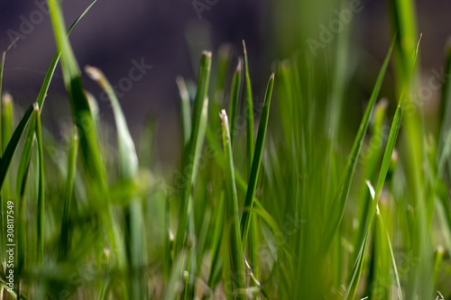 water drop shine. Green grass macro © Нажмудин Пирсаидов