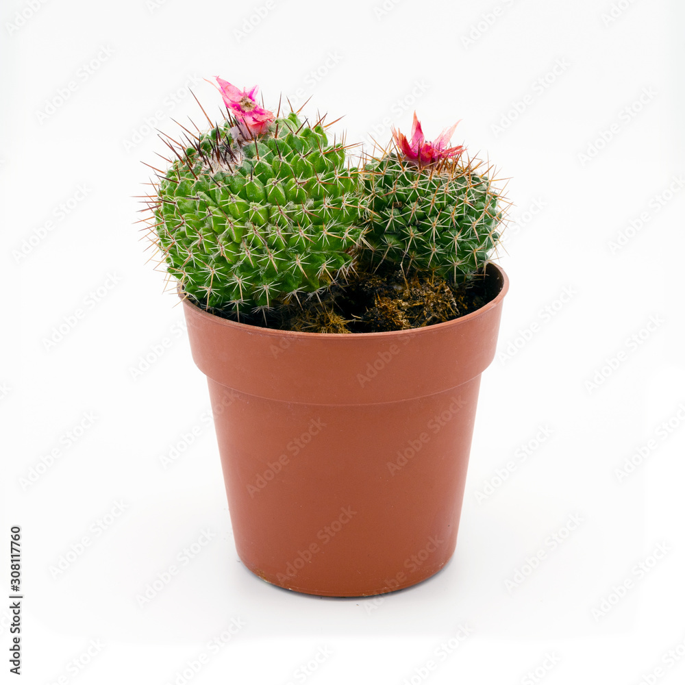Small cactus isolated on a white background Small cactus isolated on a white background