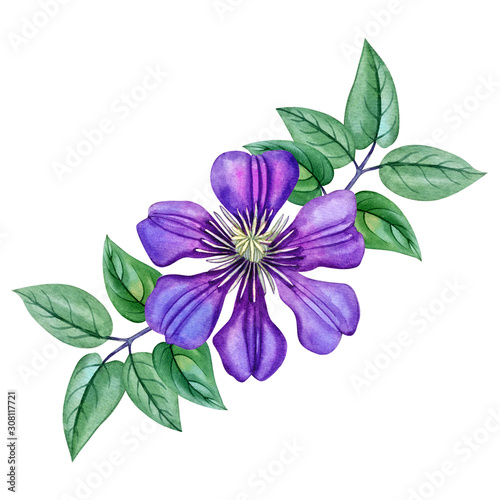 Watercolor hand painted clematis purple flower with leaves. Can be used as print , postcard, invitation, greeting card, wedding invitation, textile design, packaging design and so on.