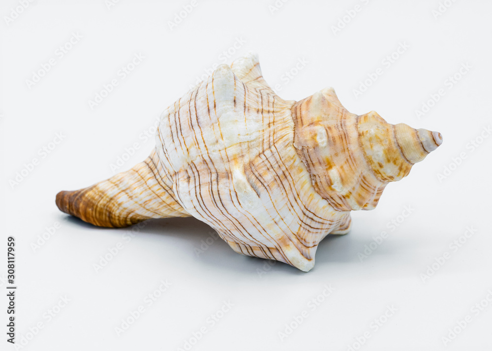 Sea shell isolated on a white background Sea shell isolated on a white background