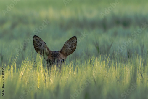 you can´t see me, but I see you photo