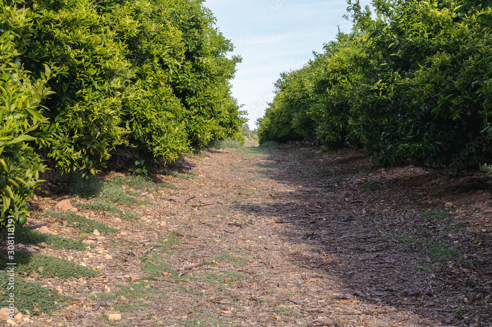 Fototapeta premium orange field and the path between the bushes