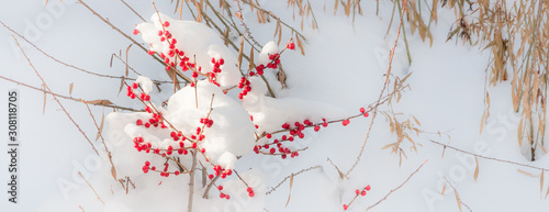 Wnter snow background with red berries photo