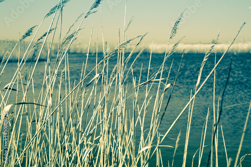 Dry grass on a background of water