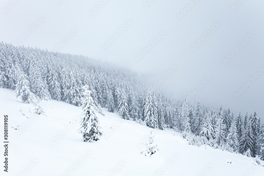 Naklejka premium Winter landscape snowy forest, mist starting to rise from the valley