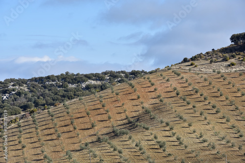 Rural landscape of Andalucia with a hill planted with olive trees