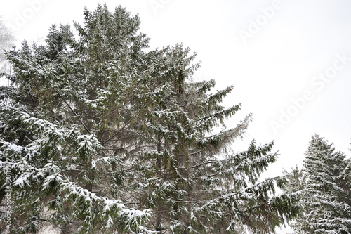 Blue spruce trees covered in snow. Winter season, january. © APHOTOSTUDIO