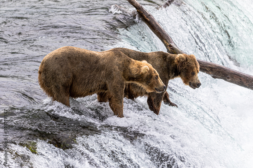 custom made wallpaper toronto digitalBären am Brooks River