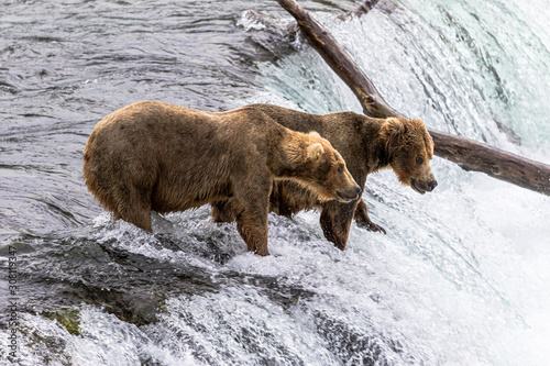 Wallpaper Mural Bären am Brooks River Torontodigital.ca